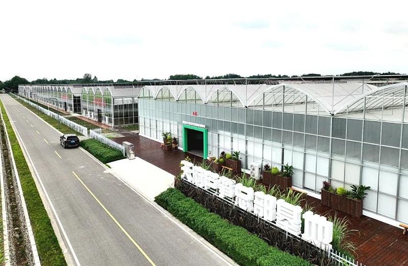 数智赋能 环球软件助天府芦笋“鲜”出圈